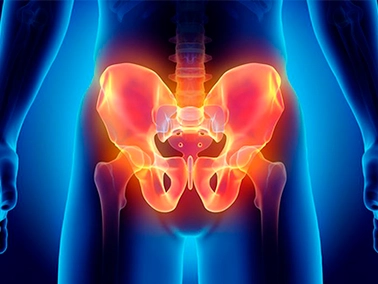 Pelvis
